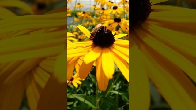 Rudbeckia fulgida (Showy Black-eyed Susan) смотреть онлайн