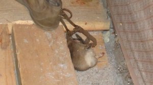 Утепление пола эковатой в деревянном доме