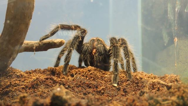 Ядовитый паук(ласиодора парахибана) убивает огромных тараканов. Девушка пьёт тараканий смузи. смотреть онлайн