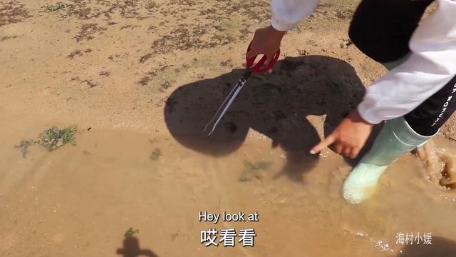 【ENG】退潮後趕海太爽了，各種海鮮都能撿到，還有百元1斤的泥丁#海村小媛 смотреть онлайн