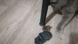 кот ? ловит мышь