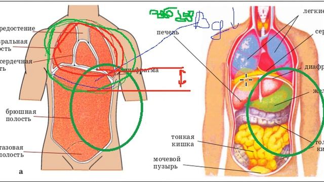 Йога17. Дыхание и диафрагма рисунок. смотреть онлайн