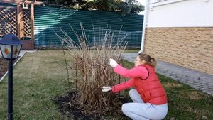 УХОД ЗА ГОРТЕНЗИЕЙ ВЕСНОЙ. ОБРЕЗКА, ПОДКОРМКА.