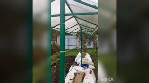 Укрытие винограда осенью на зимовку в Сибири.