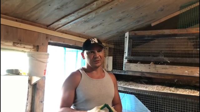 Маточное стадо бройлеров у себя дома. Как опечалить продавцов инкубационного яйца