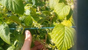 Обзор и рецензия ремонтантной малины сорт МАРАВИЛА. Исключительно личный взгляд