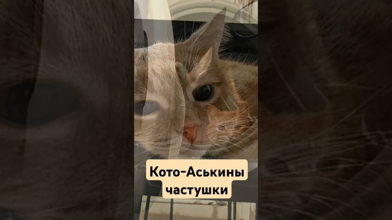 #АськиныЧастушки #Котики #Позитив #смешныекотики #ВикторКинН #юмор