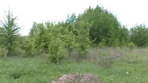Казацкий можжевельник на моём участке. Пример удачного укоренения.