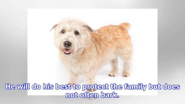 The glen of imaal terrier смотреть онлайн