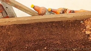 Черенкование Гортензий весной.?Очень простой способ.Мой эксперимент.