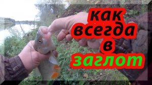 Как всегда, в заглот. Ловля голавля на живца. Рыбалка на Оке.
Ловля на донки.