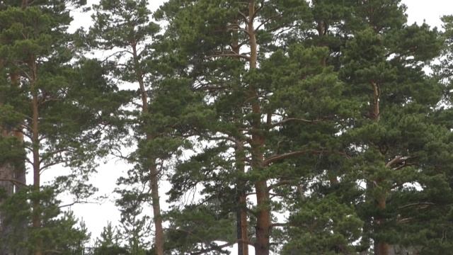 Миасс - Тургояк - волонтёры - ТКО смотреть онлайн