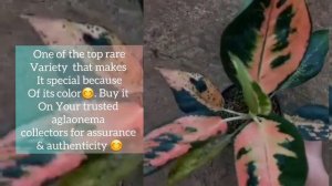 Kitty cochin Aglaonema varities ( ORANGE KITTY cochin WHITE KITTY cochin, RED KITTY cochin)