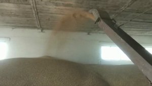 очень старый зерномет в работе