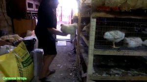 Бройлеры РОСС 708  Забой птицы 46  сутки Взвешивание С первых суток до забоя часть 19