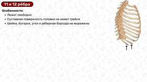 Рёбра и грудина: строение, суставы, латынь / Анатомия, остеология