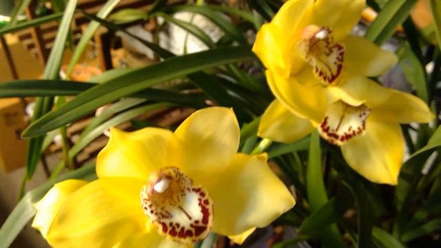 Cymbidium Mem.Mark Henbury 'Prolific' x Autumn Crisp 'Geyserland' Yellow Submarine смотреть онлайн