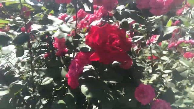 РОЗЫ КРЕМЛЯ ? ОРУЖЕЙНАЯ ПАЛАТА ? ВЕЛИКОЛЕПНО смотреть онлайн