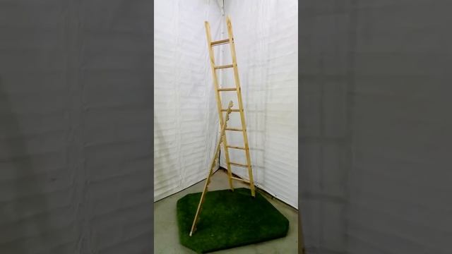 Лестница Деревянная Приставная изготовлена по ГОСТу смотреть онлайн