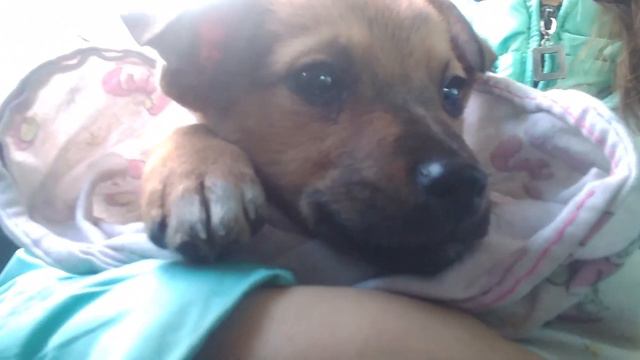 ЩЕНОК ИЩЕТ ДОМ смотреть онлайн