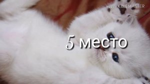 ТОП 10 САМЫХ МИЛЫХ КОТИКОВ!