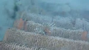 Египет. Хургада. Сафага. Отель Menaville Safaga 4*. Крылатка ( рыба-зебра ). Май 2015 г.