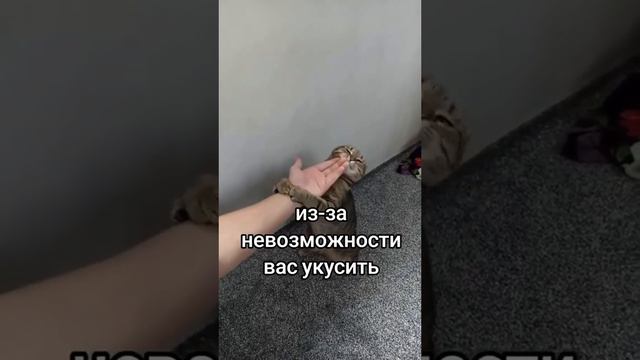 Кошатники, записываем приемы на случай драки с котейкой