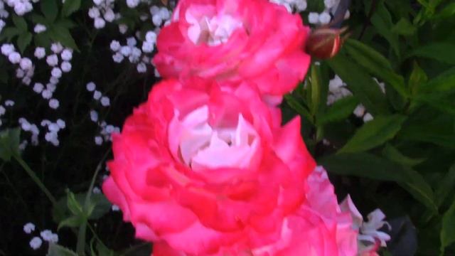 Мой любимый уголок сада смотреть онлайн