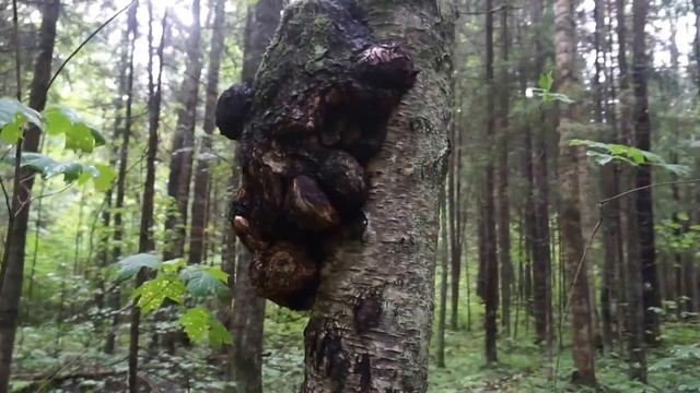 Кап березовый - огромный нарост на березе смотреть онлайн