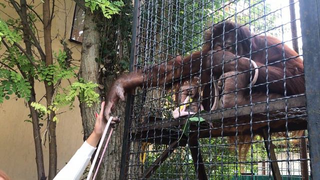 Орангутан Дана играет с посетителями! Тайган Orangutan Dana plays with visitors! Taigan смотреть онлайн