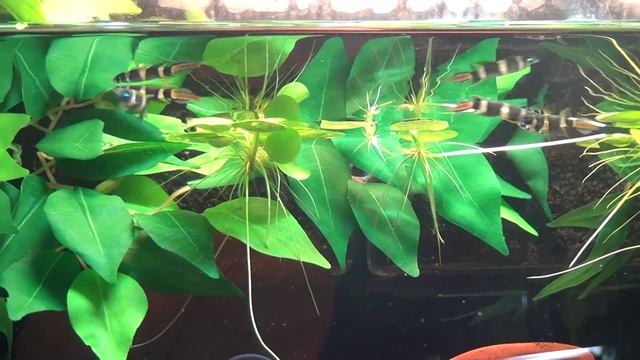 Epiplatys Annulatus