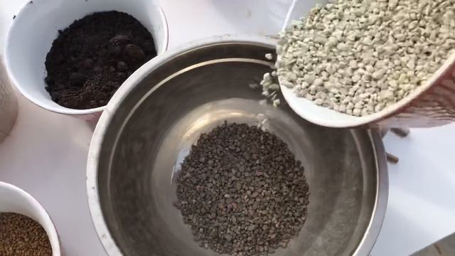 Готовим грунт для Литопсов (Lithops), Конофитумов и других Мезембриантемовых (Mesembryanthemaceae) смотреть онлайн