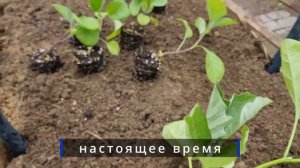 Забыли посадить баклажаны не беда, поздняя посадка баклажан в ОГ Москва