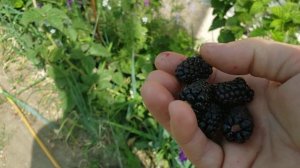 Ежевика Коламбия Санрайз самый ранний сорт на моем участке.