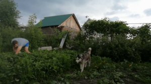 Самая вкусная клубника// собираем