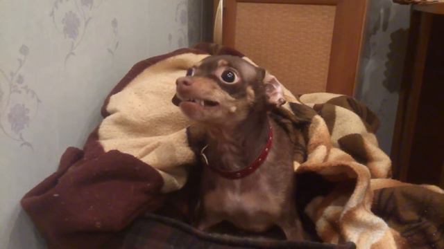 Злой той-терьер смотреть онлайн