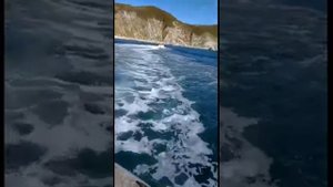 Касатки на Камчатке cопровождают рыбаков