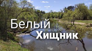 Охота за белым хищником весной / малая река / перекаты