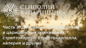 Сенполии в "Царицыне". Часть II. Диковинные геснериевые в царицынских оранжереях.