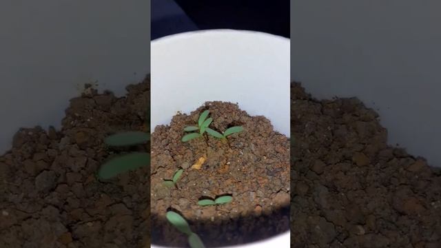 Marigold Seedlings! Tagetes! #marigold #tagetes #botany #garden #landscaping #plantcollections