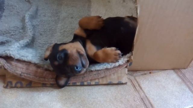 Цвергпинчер 35 дней смотреть онлайн