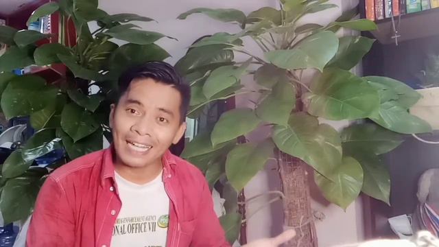 PAANO MAG ALAGA NANG PHILODENDRON  DEVIL IVY  RE POTTING