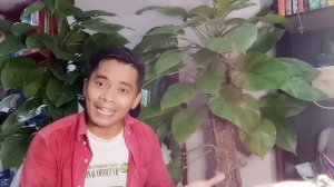 PAANO MAG ALAGA NANG PHILODENDRON || DEVIL IVY || RE POTTING