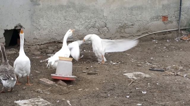 The Executioners ' favorite dish ? Bull's heads in a cauldron with potatoes смотреть онлайн