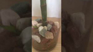 Месяц спустя. У нас пополнение! Бамбук дал новый росток! ?