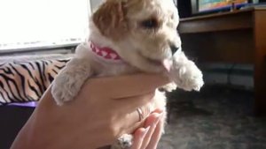 Щенки карликового пуделя