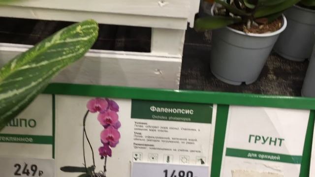 Улётный завоз орхидей в Бауцентр 9 ноября 2019г, Каменная Роза, Манхеттен, Дикий Кот, фантом и тд смотреть онлайн