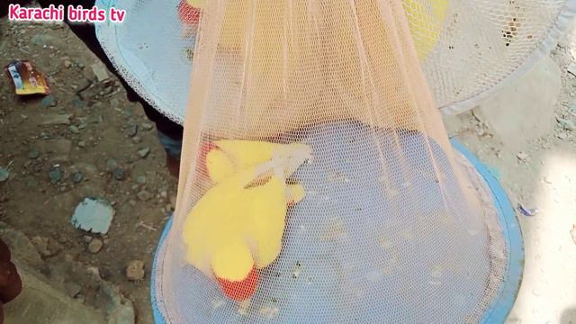 ORANGI Birds Market Sunday Video|Latest Update 17-4-2022 in Urdu Hindi | Birds Market Karachi смотреть онлайн