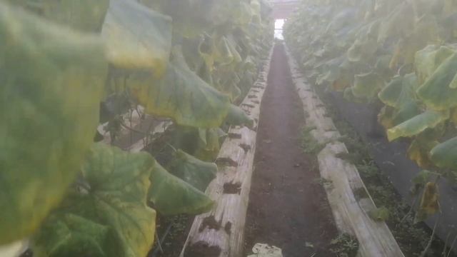 Состояние огурца Арктика перед последней выборкой! смотреть онлайн