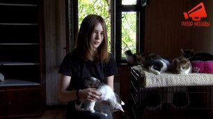 Девушка ищет дом для эвакуированных из ДНР и Украины кошек